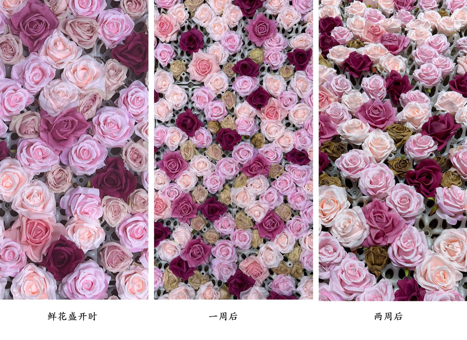 The transformation of the flower installation over time